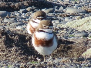 Pair of banded dotterels