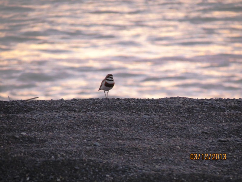 A Banded Dotterel alone on Ocean Beach
