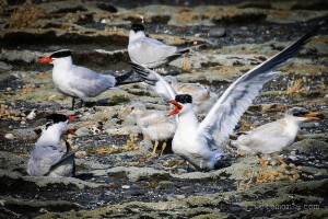 Caspian Terns and chick